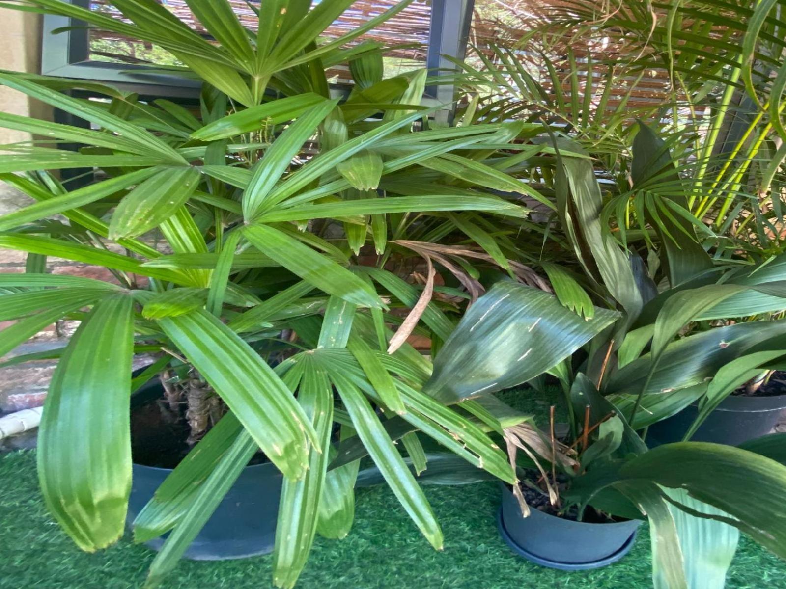 Aloe Guesthouse Klerksdorp Rum bild